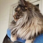Кошка мейн-кун Treasure StarPaws, окрас gs