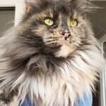 Кошка мейн-кун Treasure StarPaws, окрас gs