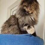Кошка мейн-кун Treasure StarPaws, окрас gs