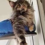 Кошка мейн-кун Treasure StarPaws, окрас gs