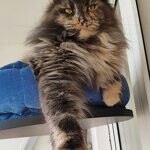 Кошка мейн-кун Treasure StarPaws, окрас gs