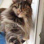 Кошка мейн-кун Treasure StarPaws, окрас gs