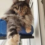 Кошка мейн-кун Treasure StarPaws, окрас gs