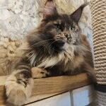 Кошка мейн-кун Treasure StarPaws, окрас gs