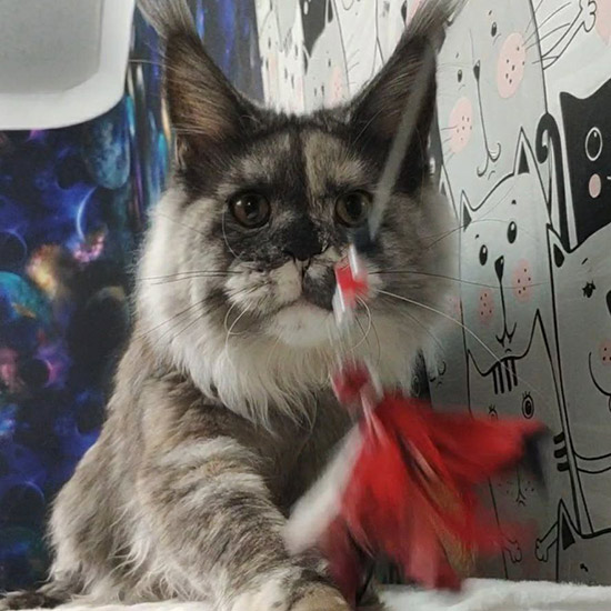 Кошка мейн-кун Vanga StarPaws, окрас ds 22