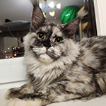 Кошка мейн-кун Vanga StarPaws, окрас ds 22