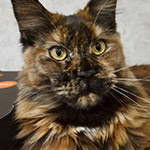 Котенок мейн-кун Ariel StarPaws, помет A, 28.03.2017