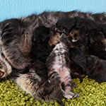 Котята мейн-кун StarPaws, помет A, 28.03.2017