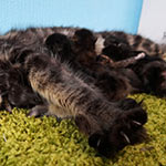 Котята мейн-кун StarPaws, помет A, 28.03.2017