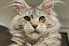 Котенок мейн-кун Altay StarPaws, окрас ns 22, помет A1, 18.11.2022