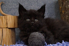 Котенок мейн-кун BTamTamovich StarPaws, окрас n 09, помет B, 23.12.2017