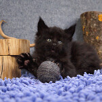 Котенок мейн-кун BTamTamovich StarPaws, окрас n 09, помет B, 23.12.2017