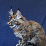 Котенок мейн-кун Bella StarPaws, окрас f 25, помет B, 23.12.2017
