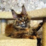 Котенок мейн-кун Bella StarPaws, окрас f 25, помет B, 23.12.2017