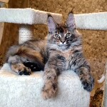 Котенок мейн-кун Bella StarPaws, окрас f 25, помет B, 23.12.2017