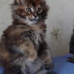 Видео 1 Bella
