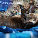 Котенок мейн-кун Belochka StarPaws, окрас f 25, помет B, 23.12.2017