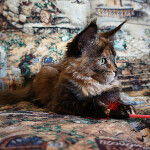 Котенок мейн-кун Belochka StarPaws, окрас f 25, помет B, 23.12.2017