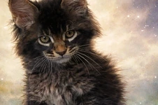 Котенок мейн-кун BiJoy StarPaws, окрас n 25, помет B, 23.12.2017