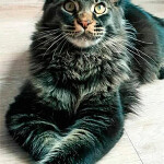 Котенок мейн-кун BiJoy StarPaws, окрас n 25, помет B, 23.12.2017