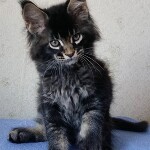 Котенок мейн-кун BiJoy StarPaws, окрас n 25, помет B, 23.12.2017
