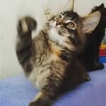 Видео 1 BiJoy