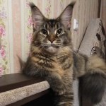 Котенок мейн-кун Bony StarPaws, окрас f 25, помет B, 23.12.2017