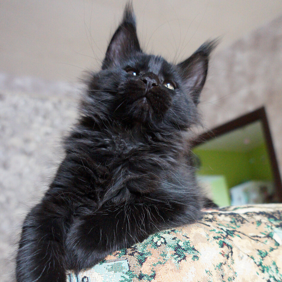 Котенок мейн-кун Boomer StarPaws, окрас n, помет B, 23.12.2017