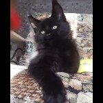 Видео 1 Boomer