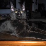 Котенок мейн-кун Borman StarPaws, окрас n 09, помет B, 23.12.2017