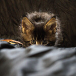 Котенок мейн-кун Buslik StarPaws, окрас n 22, помет B, 23.12.2017