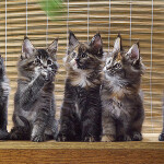 Котята мейн-кун StarPaws, помет B, 23.12.2017