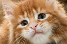 Котенок мейн-кун Badi StarPaws, окрас ds 22, помет B1, 07.12.2022