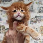 Котенок мейн-кун Badi StarPaws, окрас ds 22, помет B1, 07.12.2022
