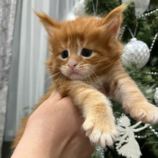 Котенок мейн-кун Bart StarPaws, окрас ds 22, помет B1, 07.12.2022
