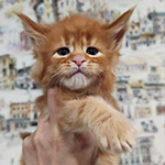 Котенок мейн-кун Bart StarPaws, окрас ds 22, помет B1, 07.12.2022
