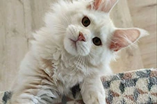 Котенок мейн-кун Beckham StarPaws, окрас ds 22, помет B1, 07.12.2022