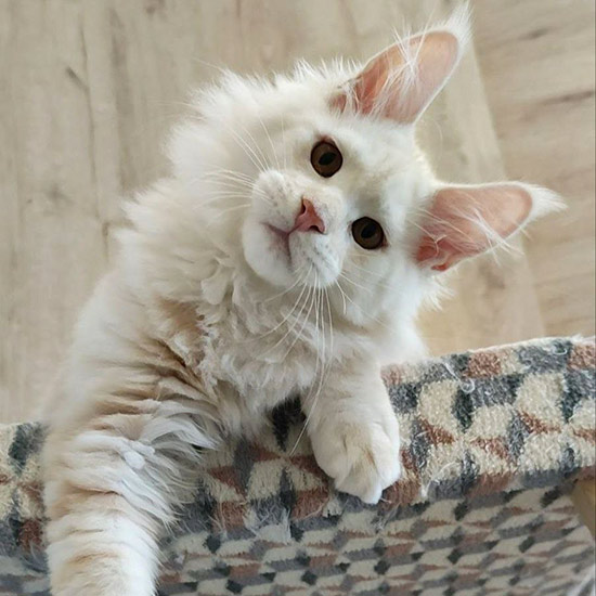 Котенок мейн-кун Beckham StarPaws, окрас ds 22, помет B1, 07.12.2022