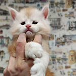 Котенок мейн-кун Beckham StarPaws, окрас ds 22, помет B1, 07.12.2022