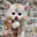Котенок мейн-кун Beckham StarPaws, окрас ds 22, помет B1, 07.12.2022