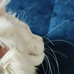 Котенок мейн-кун Beckham StarPaws, окрас ds 22, помет B1, 07.12.2022