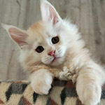 Котенок мейн-кун Beckham StarPaws, окрас ds 22, помет B1, 07.12.2022
