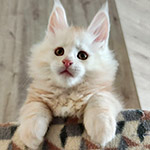 Котенок мейн-кун Beckham StarPaws, окрас ds 22, помет B1, 07.12.2022