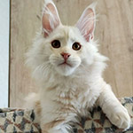 Котенок мейн-кун Beckham StarPaws, окрас ds 22, помет B1, 07.12.2022