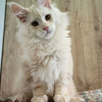 Котенок мейн-кун Beckham StarPaws, окрас ds 22, помет B1, 07.12.2022