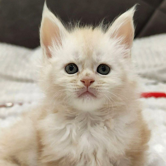Котенок мейн-кун Bella StarPaws, окрас es, помет B1, 07.12.2022