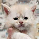 Котенок мейн-кун Bella StarPaws, окрас es, помет B1, 07.12.2022