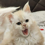 Котенок мейн-кун Bella StarPaws, окрас es, помет B1, 07.12.2022