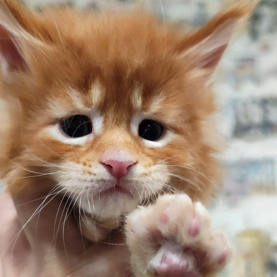 Котенок мейн-кун Betti StarPaws, окрас ds 22, помет B1, 07.12.2022