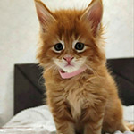 Котенок мейн-кун Betti StarPaws, окрас ds 22, помет B1, 07.12.2022